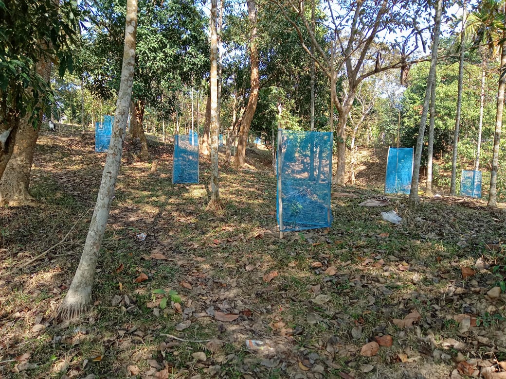 C:\Users\user\Downloads\Viilage insection photo\Dalu Block\Rimrangpara picture as on 14th Dec 2021\plantation at Dagi Lake rimrangpara.jpg